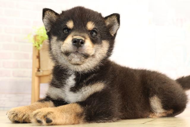 愛知県の豆柴 (Coo&RIKU岡崎店/2026年4月12日生まれ/女の子/黒)の子犬の3枚目の画像