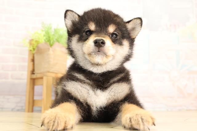 愛知県の豆柴 (Coo&RIKU豊田店/2026年4月12日生まれ/女の子/黒)の子犬の1枚目の画像