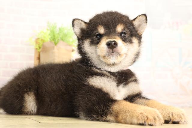 愛知県の豆柴 (Coo&RIKU豊田店/2026年4月12日生まれ/女の子/黒)の子犬の2枚目の画像