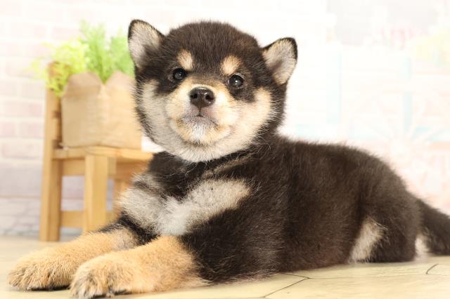 愛知県の豆柴 (Coo&RIKU豊田店/2026年4月12日生まれ/女の子/黒)の子犬の3枚目の画像