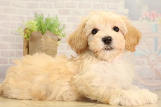 三重県のマルプー(マルチーズ×プードル) (Coo&RIKU四日市店/2026年4月10日生まれ/女の子/クリーム)の子犬の2枚目の画像