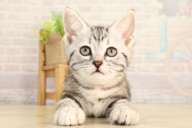 三重県のアメリカンショートヘアー (Coo&RIKU四日市店/2026年4月6日生まれ/女の子/シルバータビー)の子猫の1枚目の画像