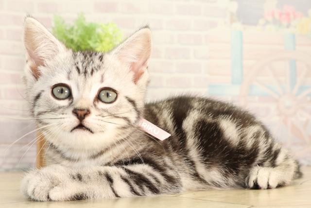 三重県のアメリカンショートヘアー (Coo&RIKU四日市店/2026年4月6日生まれ/女の子/シルバータビー)の子猫の3枚目の画像