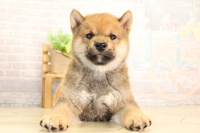 柴犬