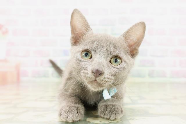 北海道のロシアンブルー (Coo&RIKU札幌東店/2026年3月24日生まれ/男の子/ブルー)の子猫の1枚目の画像