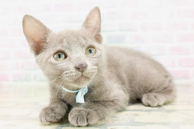 北海道のロシアンブルー (Coo&RIKU札幌東店/2026年3月24日生まれ/男の子/ブルー)の子猫の2枚目の画像