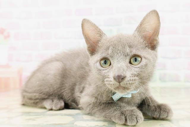 ロシアンブルーの子猫（オス♂） 札幌東店｜ペットショップCoo＆RIKU