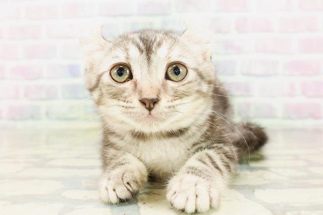 兵庫県のアメリカンカール (Coo&RIKU三木店/2026年3月31日生まれ/女の子/シルバーパッチドタビー)の子猫