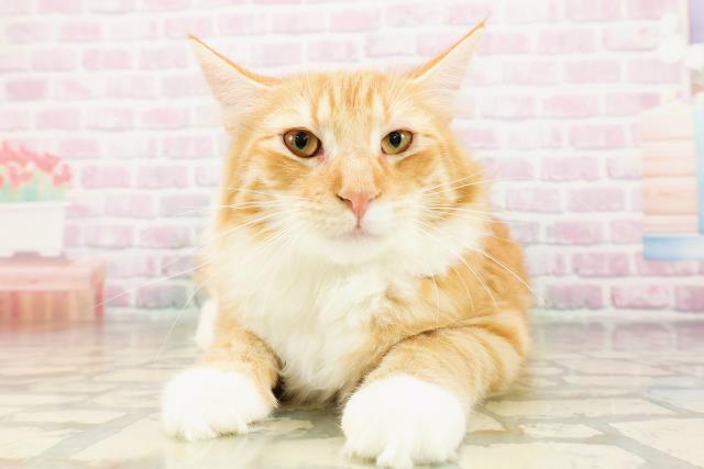 ノルウェージャン・フォレストキャット