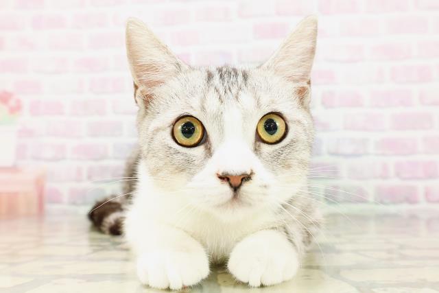 福島県のマンチカン (Coo&RIKU会津若松店/2025年12月24日生まれ/男の子/シルバークラシックタビー)の子猫の1枚目の画像
