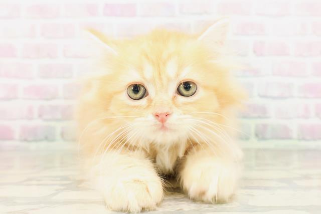 北海道のサイベリアン (Coo&RIKU岩見沢店/2026年4月3日生まれ/男の子/レッドタビー)の子猫
