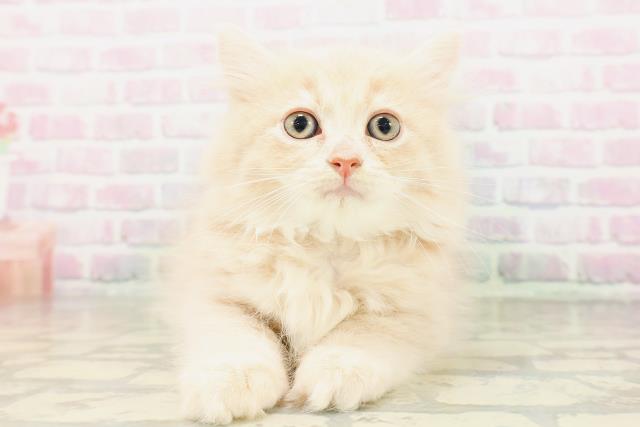 岩手県のサイベリアン (Coo&RIKU岩手盛岡店/2026年4月3日生まれ/男の子/クリーム)の子猫