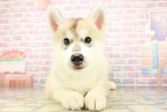長野県のシベリアンハスキー (Coo&RIKU松本店/2026年4月8日生まれ/男の子/シルバーホワイト)の子犬