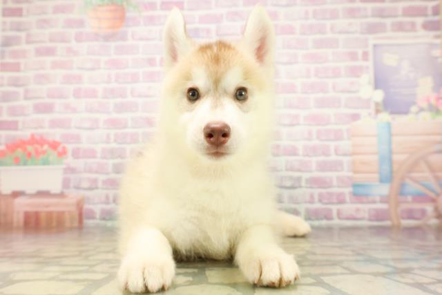 埼玉県のシベリアンハスキー (Coo&RIKU川越店/2026年4月8日生まれ/女の子/レッドホワイト)の子犬の1枚目の画像
