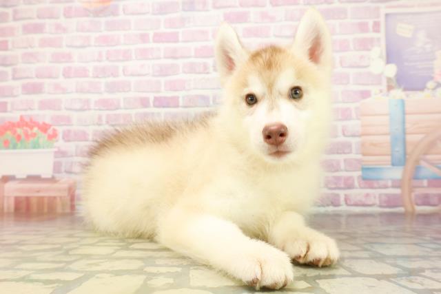 埼玉県のシベリアンハスキー (Coo&RIKU川越店/2026年4月8日生まれ/女の子/レッドホワイト)の子犬の3枚目の画像