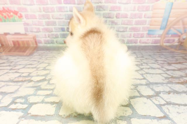 埼玉県のシベリアンハスキー (Coo&RIKU川越店/2026年4月8日生まれ/女の子/レッドホワイト)の子犬の4枚目の画像