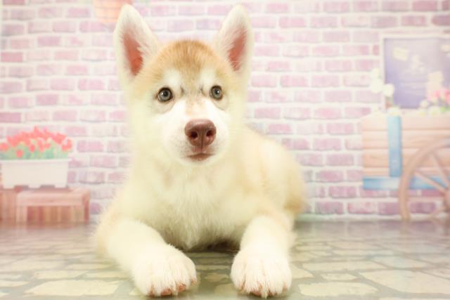 富山県のシベリアンハスキー (Coo&RIKU富山店/2026年4月8日生まれ/女の子/レッドホワイト)の子犬