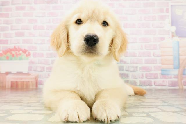 富山県のゴールデンレトリバー (Coo&RIKU富山店/2026年4月9日生まれ/男の子/ゴールド)の子犬