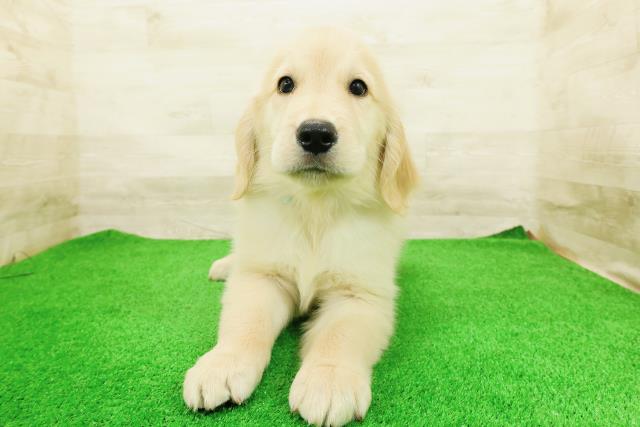 兵庫県のゴールデンレトリバー (Coo&RIKU神戸東灘店/2026年4月9日生まれ/男の子/ゴールド)の子犬