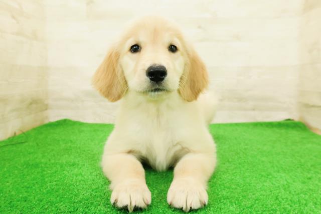 兵庫県のゴールデンレトリバー (Coo&RIKU三木店/2026年4月9日生まれ/女の子/ゴールド)の子犬