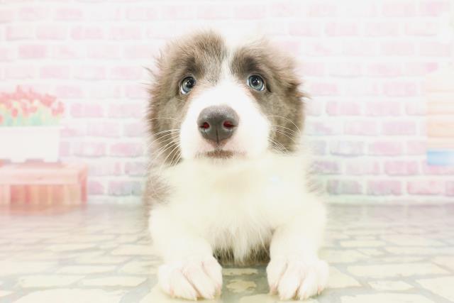 新潟県のボーダーコリー (Coo&RIKU長岡店/2026年4月11日生まれ/男の子/ブルーホワイト)の子犬