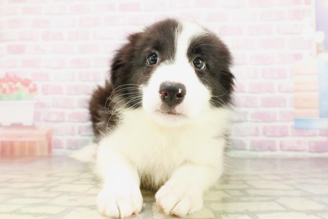 秋田県のボーダーコリー (Coo&RIKU秋田店/2026年4月11日生まれ/男の子/ブラックホワイト)の子犬の1枚目の画像