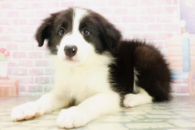 秋田県のボーダーコリー (Coo&RIKU秋田店/2026年4月11日生まれ/男の子/ブラックホワイト)の子犬の2枚目の画像