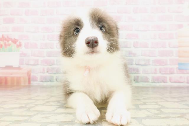 千葉県のボーダーコリー (Coo&RIKU南柏店/2026年4月11日生まれ/女の子/ブルーホワイト)の子犬の1枚目の画像