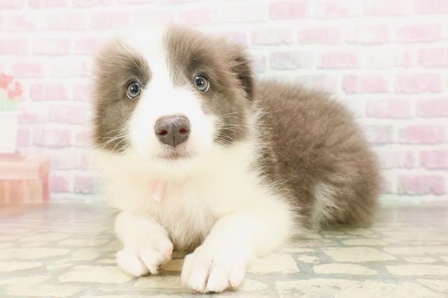 千葉県のボーダーコリー (Coo&RIKU南柏店/2026年4月11日生まれ/女の子/ブルーホワイト)の子犬の2枚目の画像