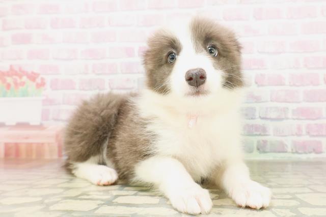千葉県のボーダーコリー (Coo&RIKU南柏店/2026年4月11日生まれ/女の子/ブルーホワイト)の子犬の3枚目の画像
