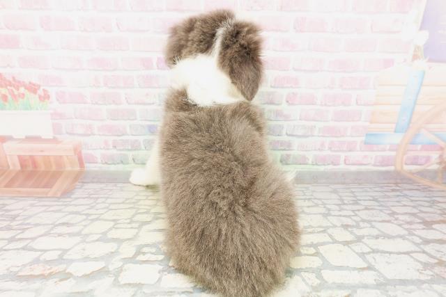 千葉県のボーダーコリー (Coo&RIKU南柏店/2026年4月11日生まれ/女の子/ブルーホワイト)の子犬の4枚目の画像