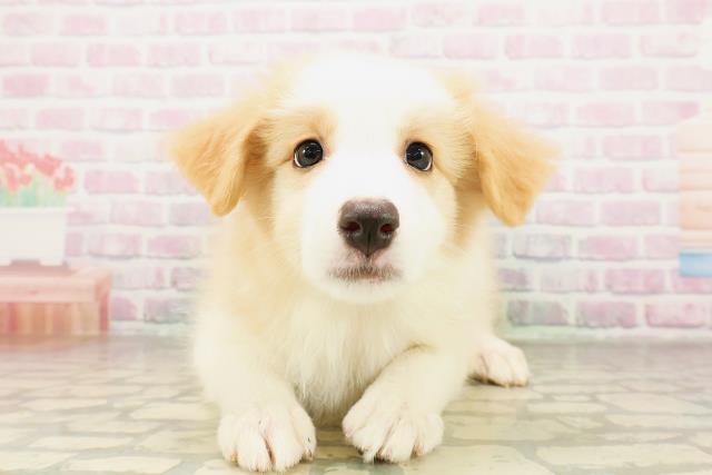 福井県のボーダーコリー (Coo&RIKU福井店/2026年4月11日生まれ/女の子/レッドホワイト)の子犬