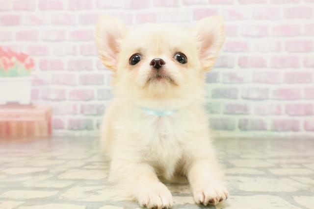 長野県のチワワ(ロング) (Coo&RIKU綿半庄内店/2026年4月8日生まれ/男の子/クリーム)の子犬の1枚目の画像