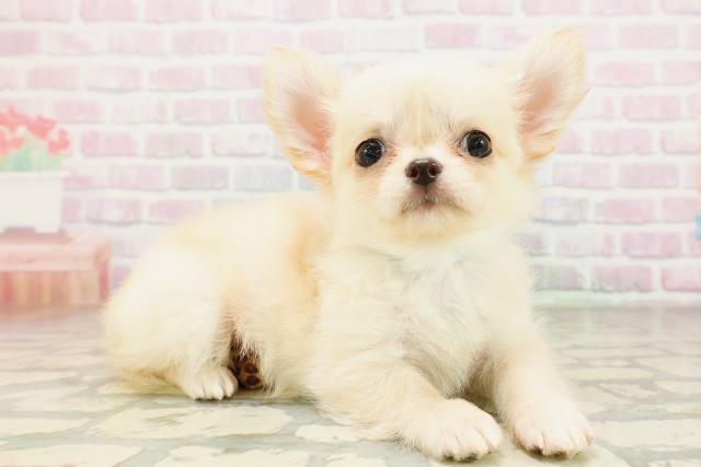長野県のチワワ(ロング) (Coo&RIKU綿半庄内店/2026年4月8日生まれ/男の子/クリーム)の子犬の3枚目の画像