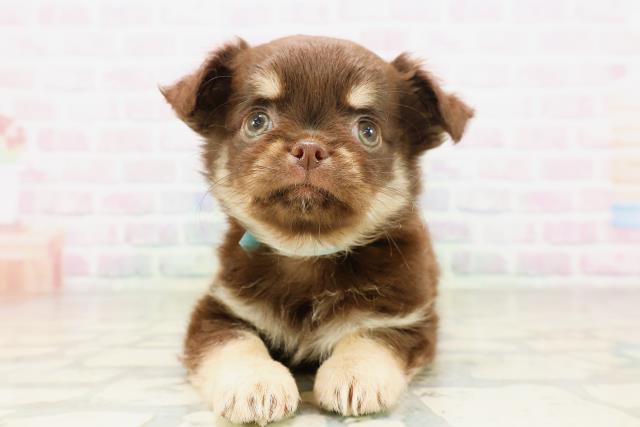 千葉県のチワワ(ロング) (Coo&RIKU八街店/2026年4月9日生まれ/男の子/チョコレートクリーム)の子犬の1枚目の画像