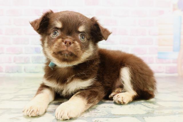 千葉県のチワワ(ロング) (Coo&RIKU八街店/2026年4月9日生まれ/男の子/チョコレートクリーム)の子犬の2枚目の画像