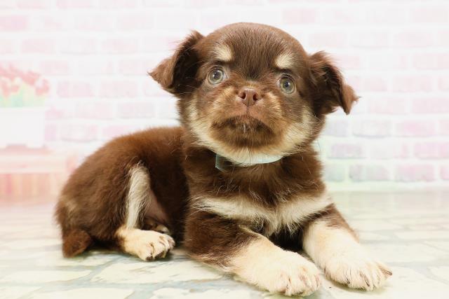 千葉県のチワワ(ロング) (Coo&RIKU八街店/2026年4月9日生まれ/男の子/チョコレートクリーム)の子犬の3枚目の画像