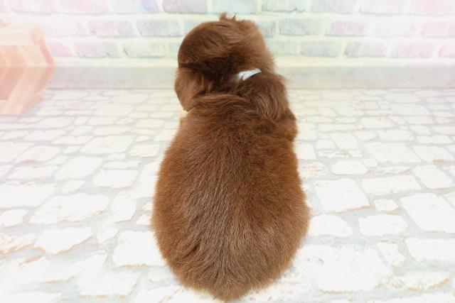千葉県のチワワ(ロング) (Coo&RIKU八街店/2026年4月9日生まれ/男の子/チョコレートクリーム)の子犬の4枚目の画像