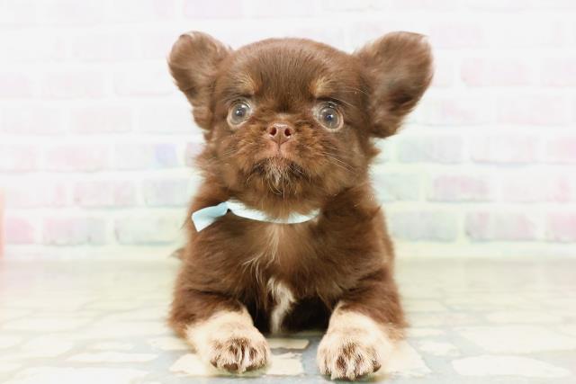 北海道のチワワ(ロング) (Coo&RIKU札幌東店/2026年4月9日生まれ/男の子/チョコレートクリーム)の子犬
