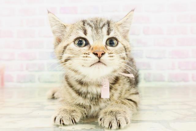 沖縄県のマンチカン (Coo&RIKUイオン北谷店/2026年4月9日生まれ/女の子/ブラウンタビー)の子猫の1枚目の画像