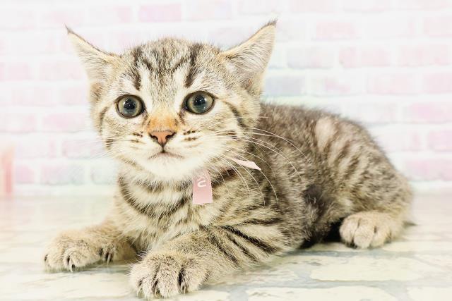 沖縄県のマンチカン (Coo&RIKUイオン北谷店/2026年4月9日生まれ/女の子/ブラウンタビー)の子猫の2枚目の画像