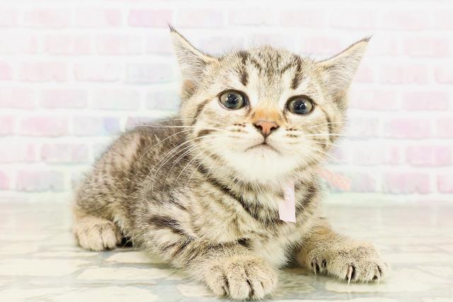 沖縄県のマンチカン (Coo&RIKUイオン北谷店/2026年4月9日生まれ/女の子/ブラウンタビー)の子猫の3枚目の画像