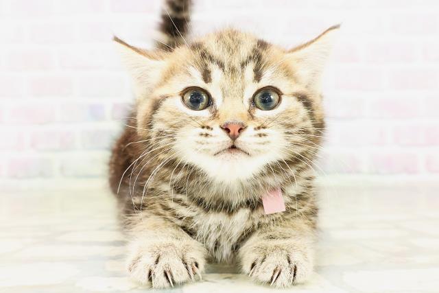北海道のマンチカン (Coo&RIKU札幌東店/2026年4月9日生まれ/女の子/ブラウンタビー)の子猫