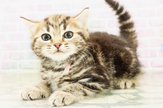 北海道のマンチカン (Coo&RIKU札幌東店/2026年4月9日生まれ/女の子/ブラウンタビー)の子猫の2枚目の画像