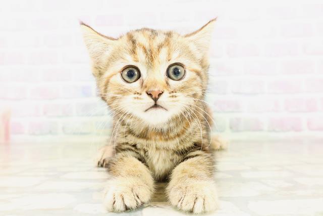 神奈川県のマンチカン (Coo&RIKU江の島店/2026年4月9日生まれ/女の子/ブラウンパッチドタビー)の子猫の1枚目の画像