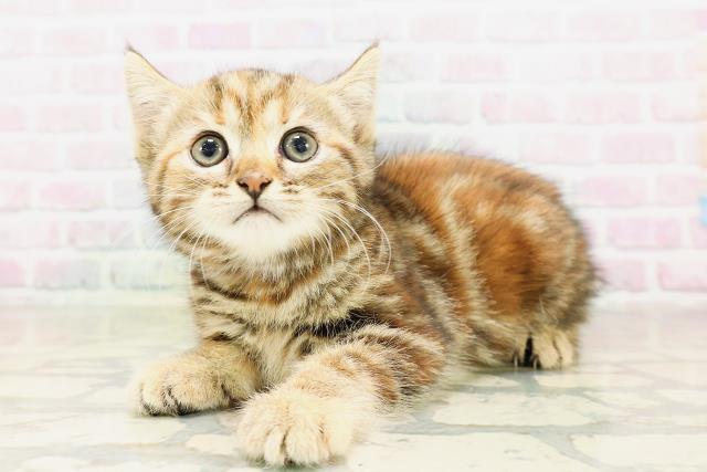 神奈川県のマンチカン (Coo&RIKU江の島店/2026年4月9日生まれ/女の子/ブラウンパッチドタビー)の子猫の2枚目の画像