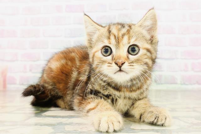 神奈川県のマンチカン (Coo&RIKU江の島店/2026年4月9日生まれ/女の子/ブラウンパッチドタビー)の子猫の3枚目の画像
