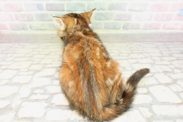神奈川県のマンチカン (Coo&RIKU江の島店/2026年4月9日生まれ/女の子/ブラウンパッチドタビー)の子猫の4枚目の画像