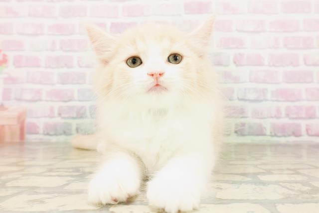 沖縄県のサイベリアン (Coo&RIKU石垣店/2026年4月10日生まれ/男の子/クリームタビーホワイト)の子猫の1枚目の画像
