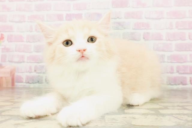 沖縄県のサイベリアン (Coo&RIKU石垣店/2026年4月10日生まれ/男の子/クリームタビーホワイト)の子猫の2枚目の画像